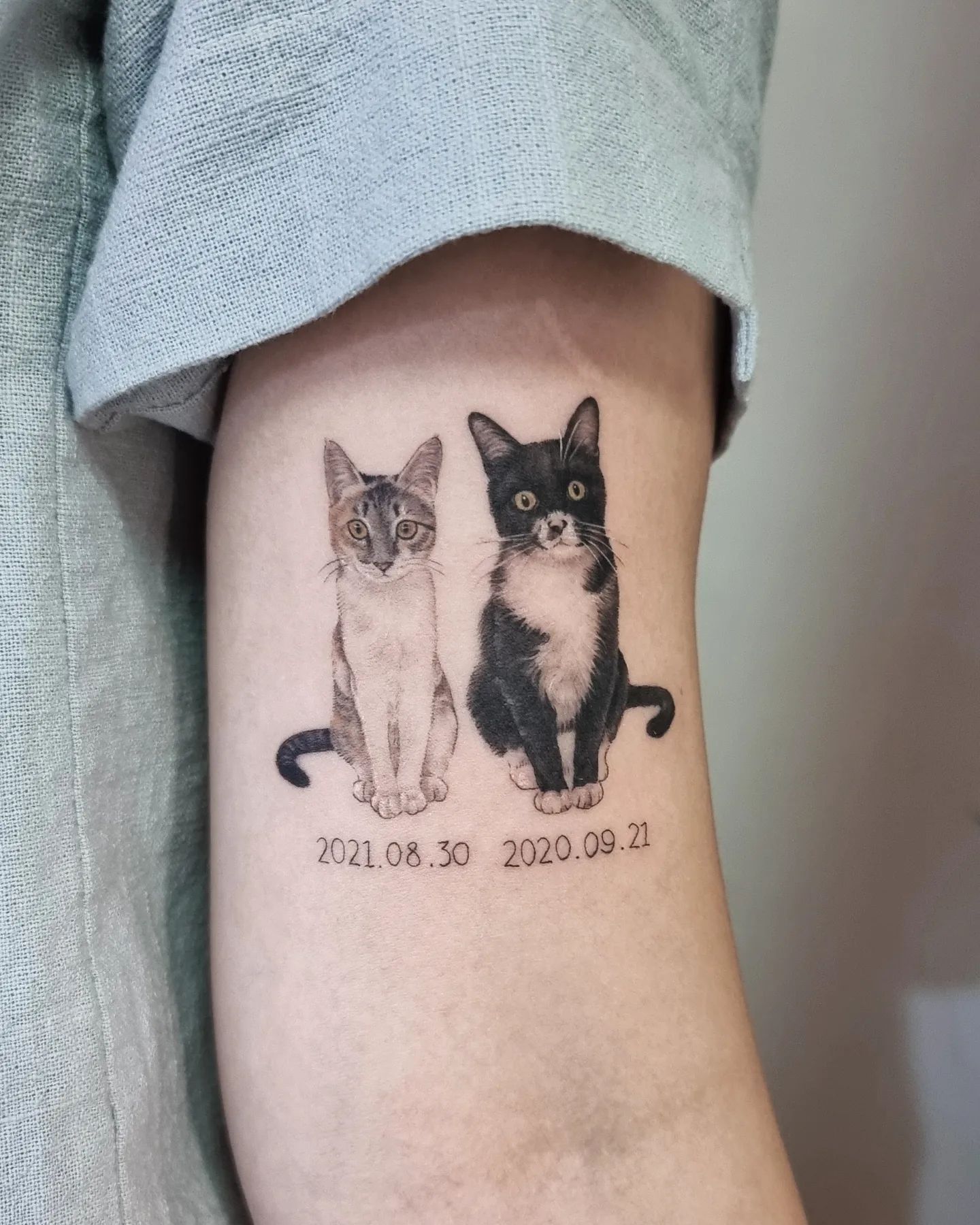 44 Desenhos de Tatuagens de Gatos: Fotos e Dicas